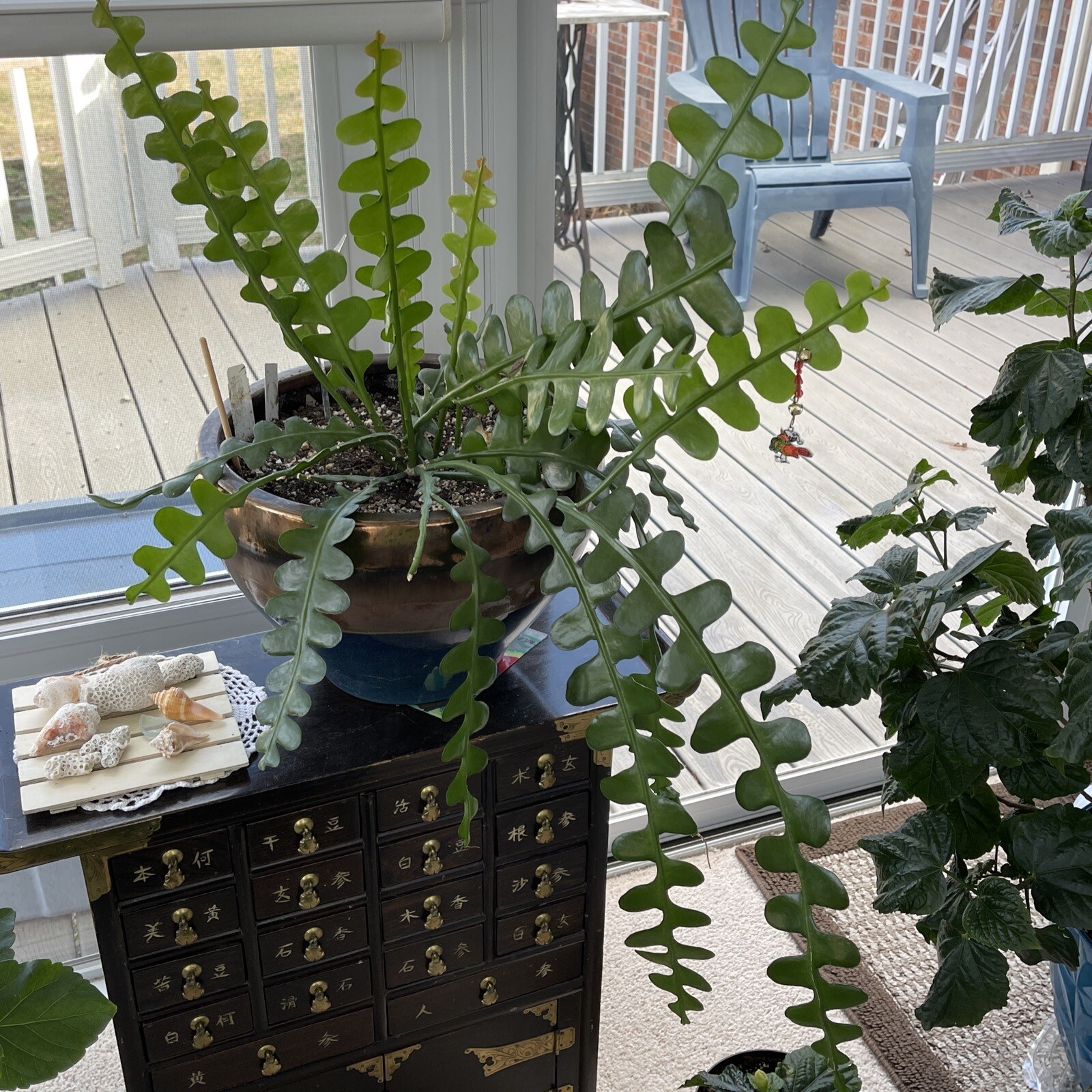 🌿Symbolic Endurance & Protection Rick Rack FISHBONE Plant Blooms YELLOW