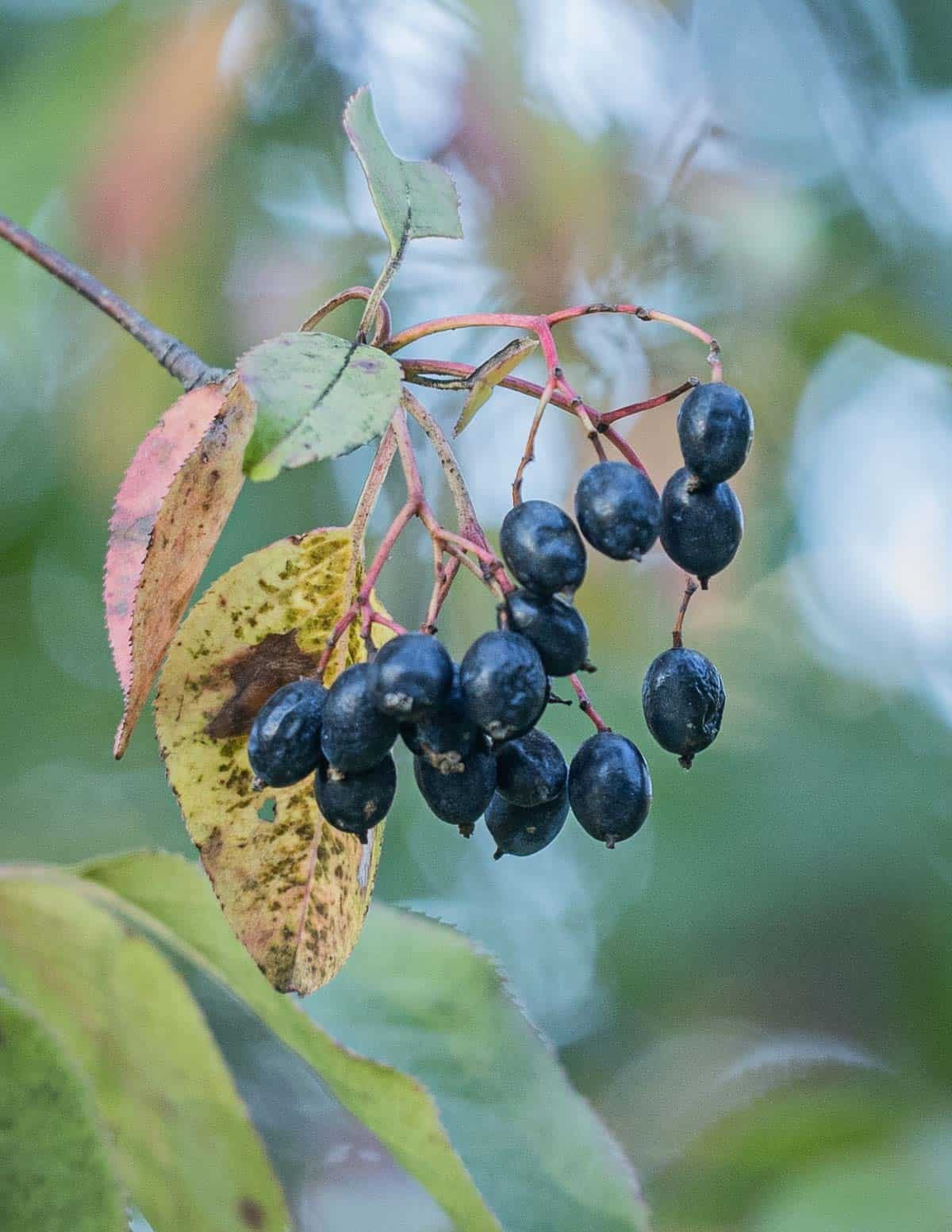 20+ seeds Nannyberry Native Shrub (Viburnum lentago) Edible & Medicinal