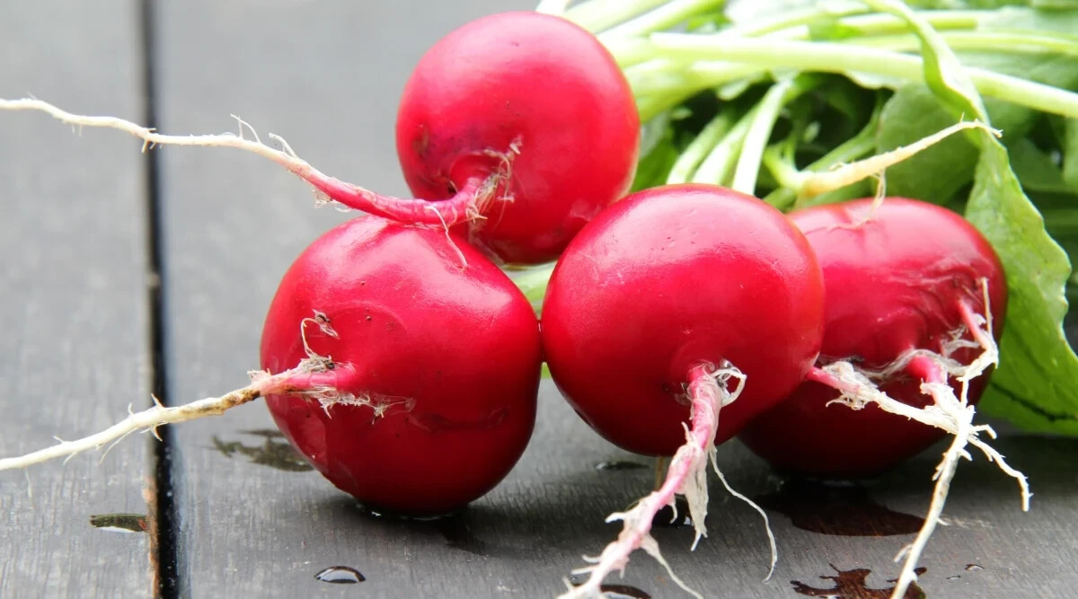 500+ German Giant Radish Seeds for Garden Planting – USA – FREE SHIPPING!