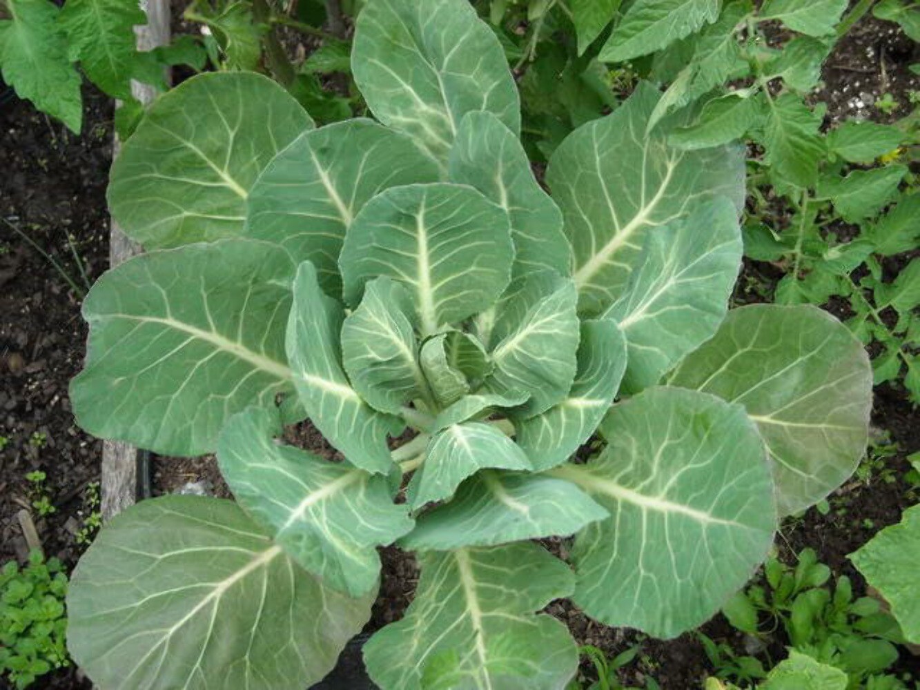 1000 GEORGIA COLLARDS (SOUTHERN / Walking) Collard Greens Brassica Oleracea Seed