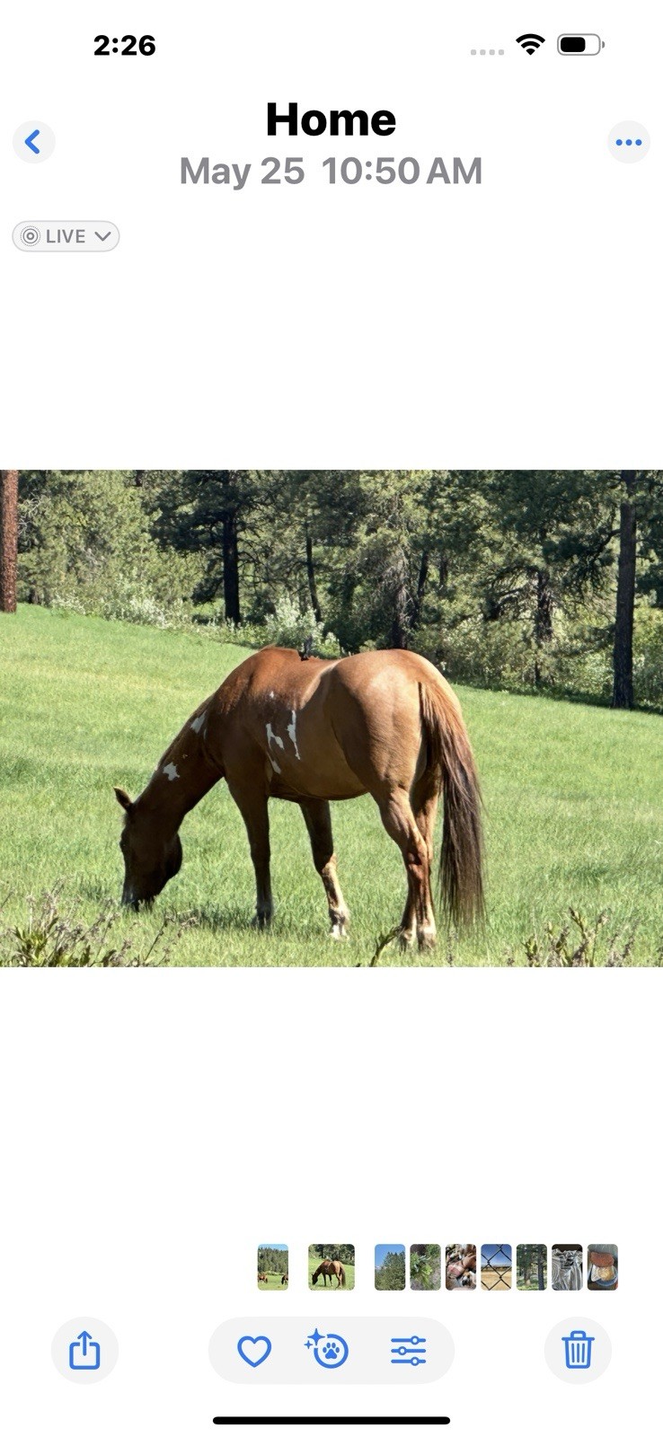 50 Ponderosa Pine, Pinus ponderosa, Tree Seeds Hardy Evergreen Feed Horses Hay
