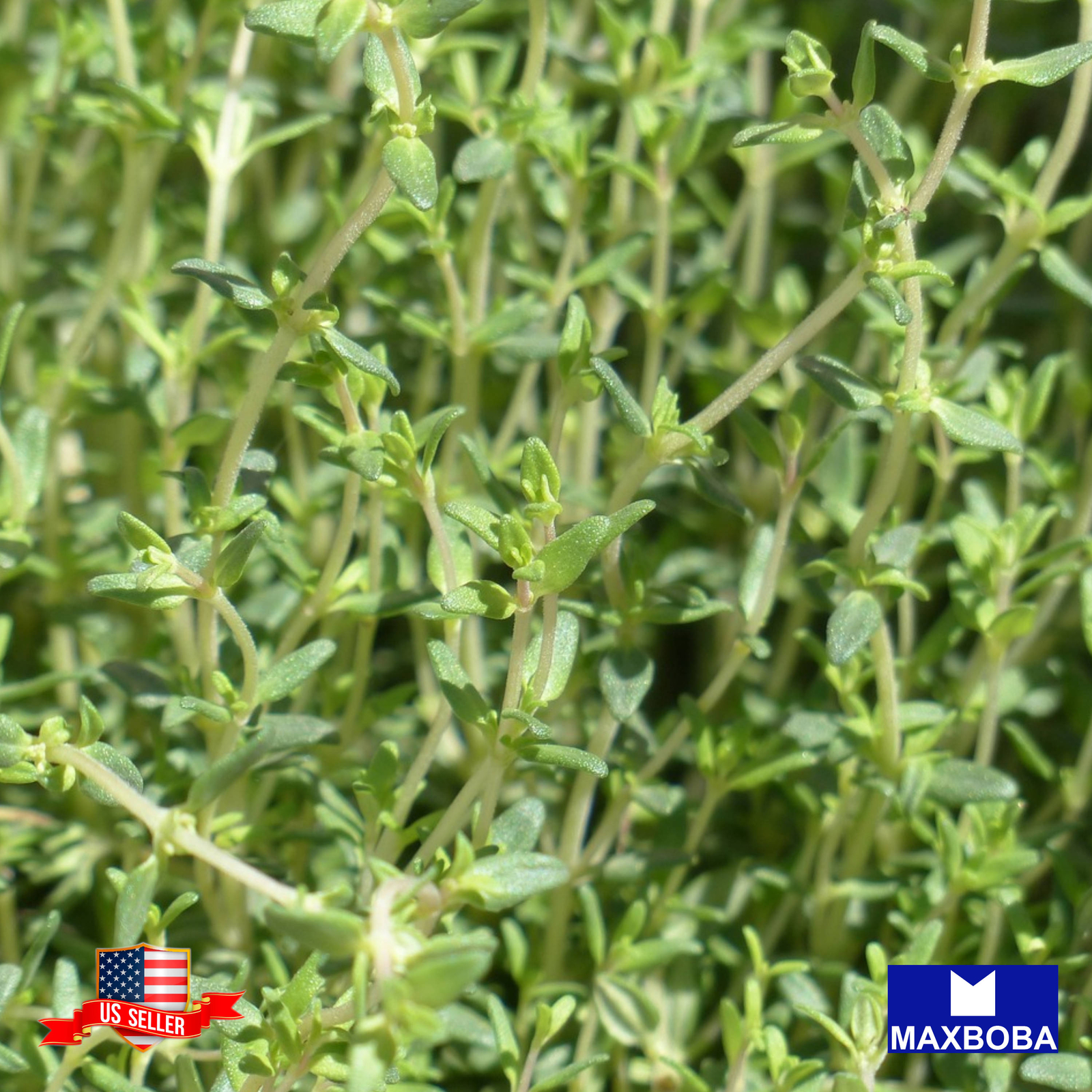 500+ Winter Thyme Seeds Non-GMO BTGO 75% OFF