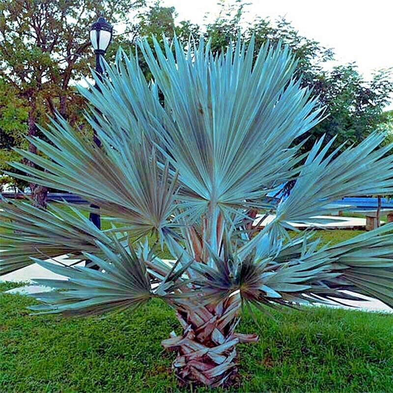 20 Mexican Blue Hesper Fan Palm Tree Seeds Grey Goddess Tropical Cold Hardy!