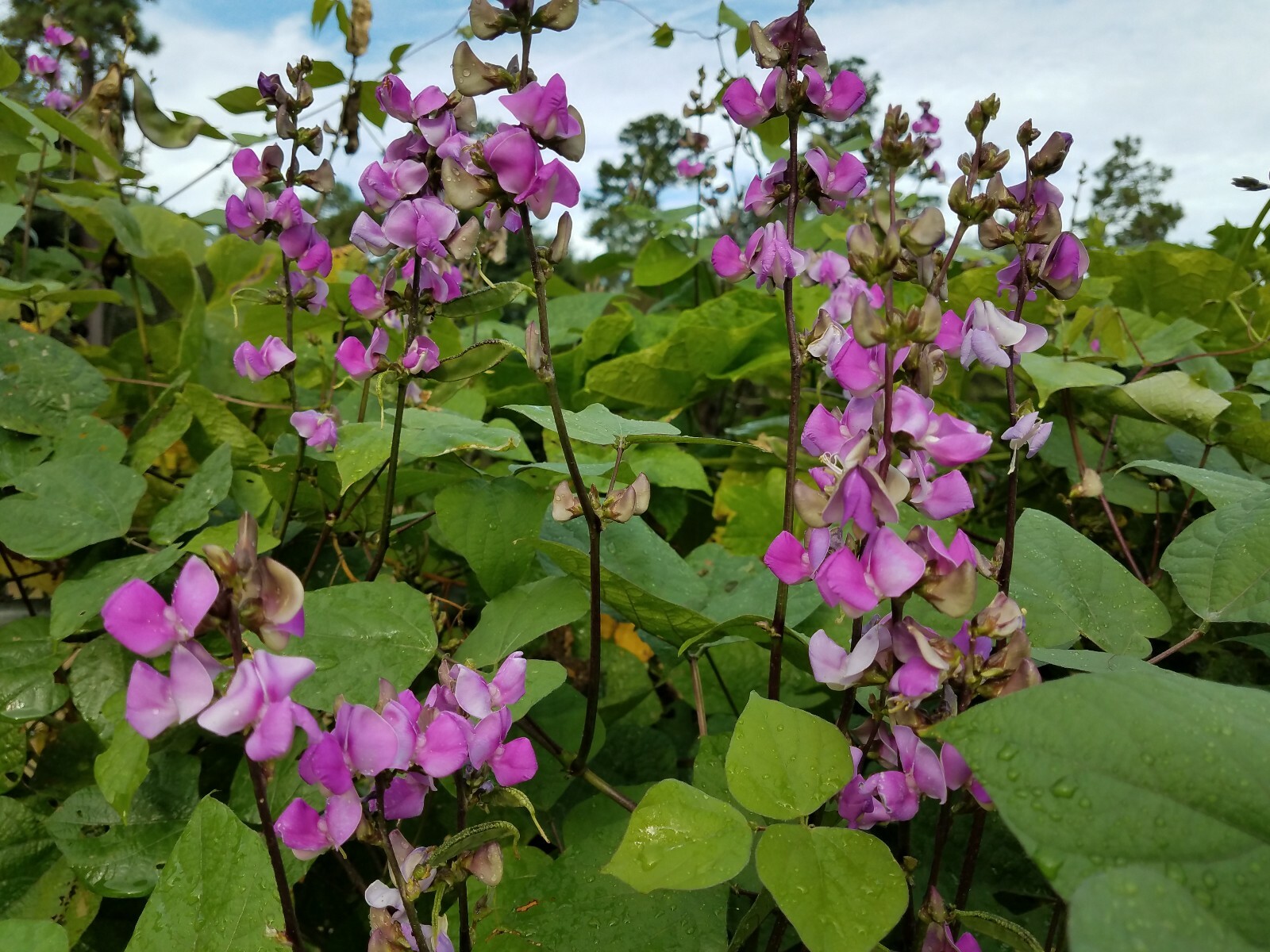 Green purple Hyacinth Bean Vine Seeds, Bataw, Egyptian bean (20+ seeds)