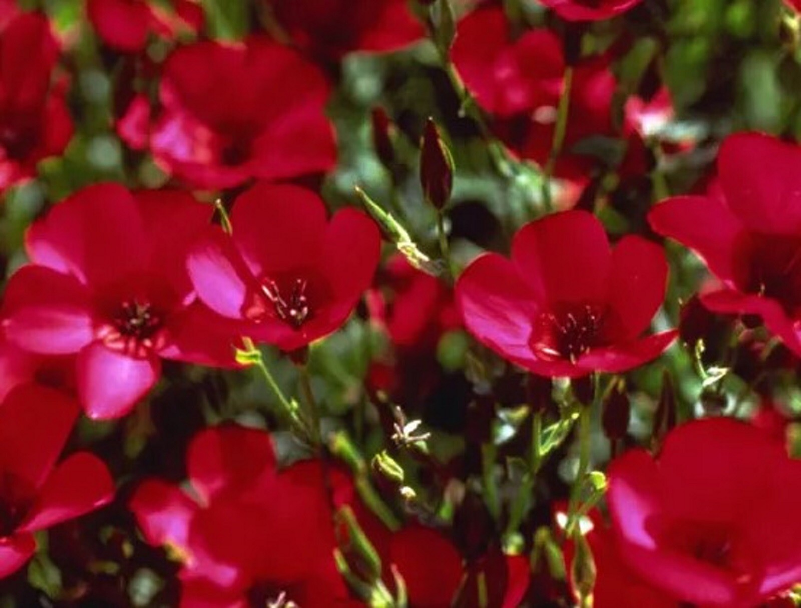 Beautiful Scarlet Flax Seeds 200 SEEDS –BUY 4 ITEMS FREE SHIPPING