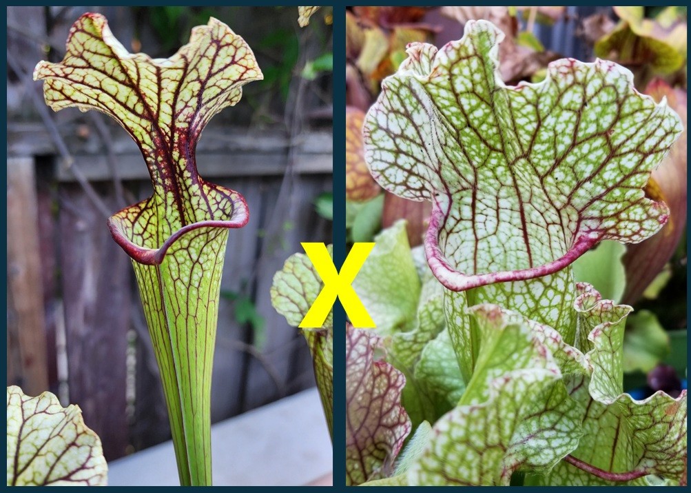 2025 SARRACENIA SEEDS: (LEUCO CRONUS HYBRID) X FAT MITCHELLIANA [CP SEED]