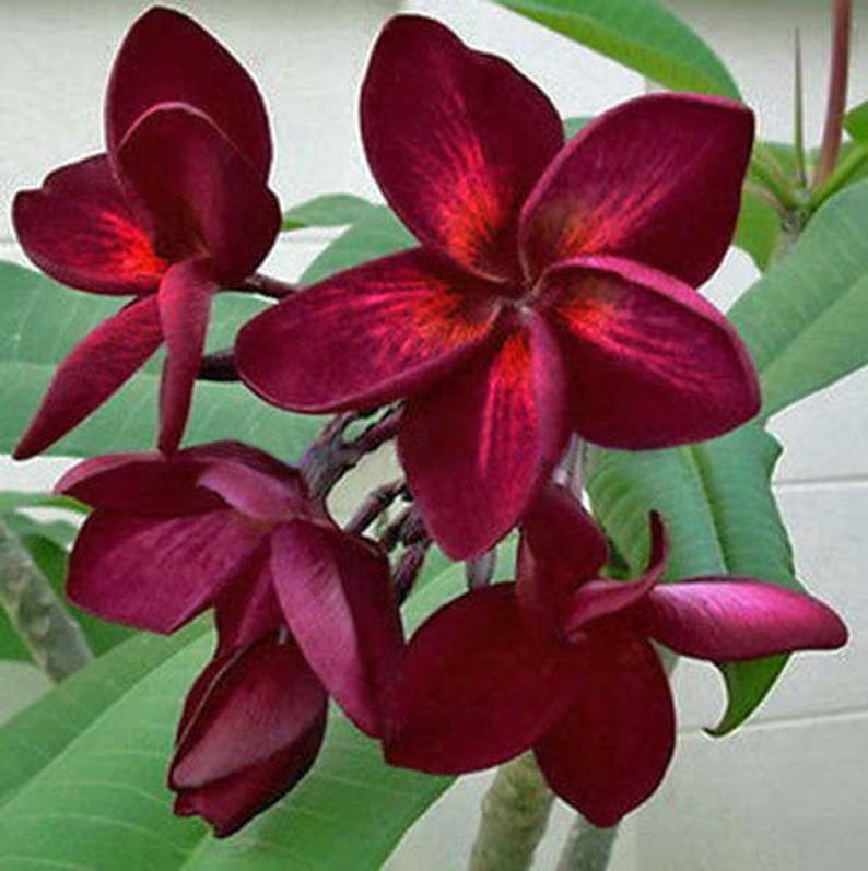 5 Dark Red Plumeria Seeds Plants Flower Flowers Perennial Seed 513
