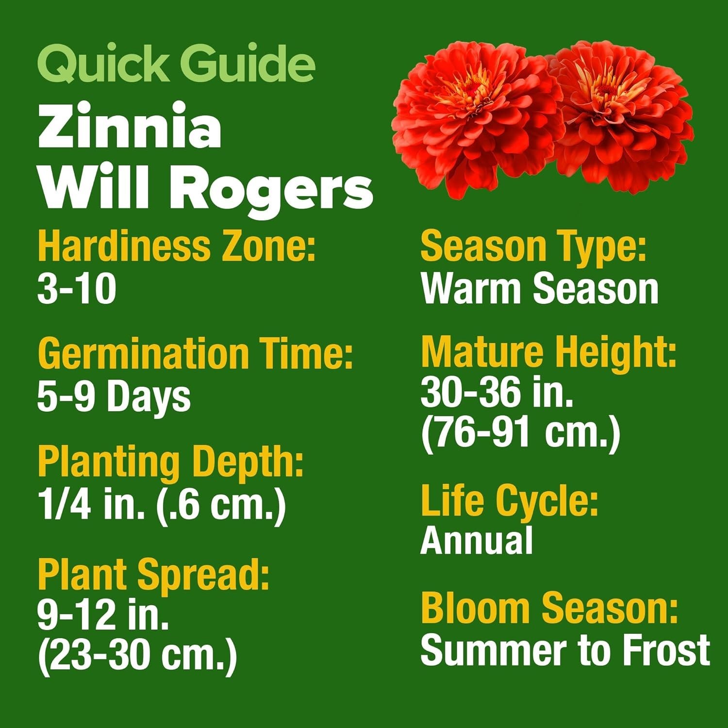 150 Count Will Rogers Zinnia Seeds – High Germination & Low Maintenance Blooms