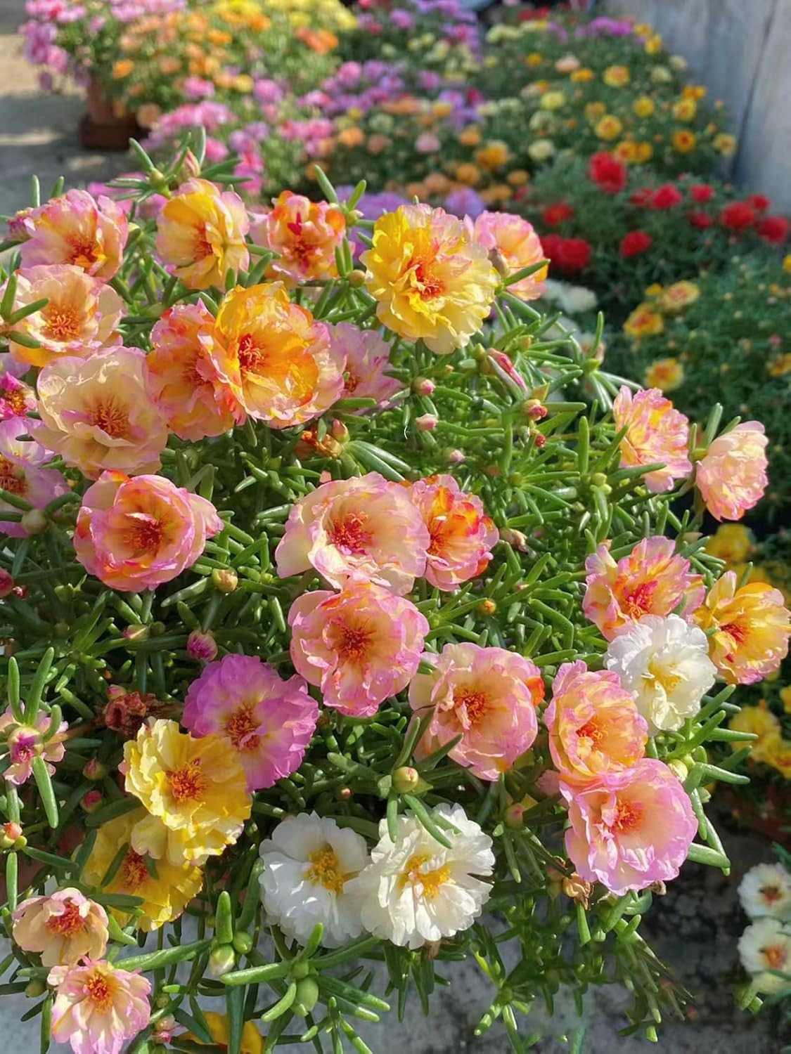 Moss Rose Seeds for Planting Outdoors, Pack of 10000 Portulaca Grandiflora Flowe