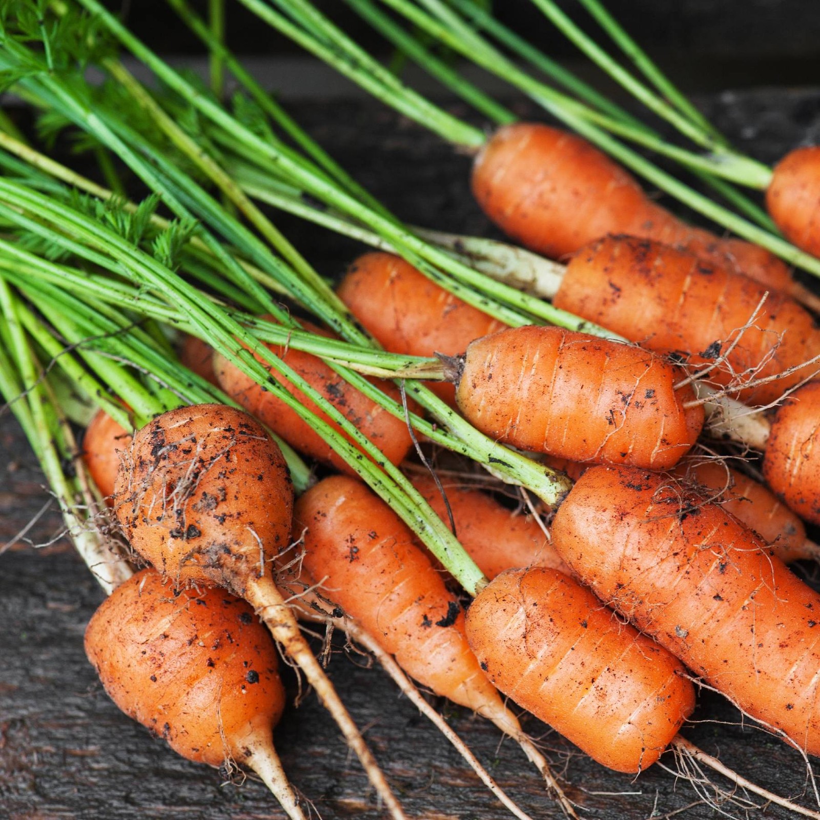 Mr. Fothergill’s Carrot Baby Seed Oh Sow Simple, Easy to Grow