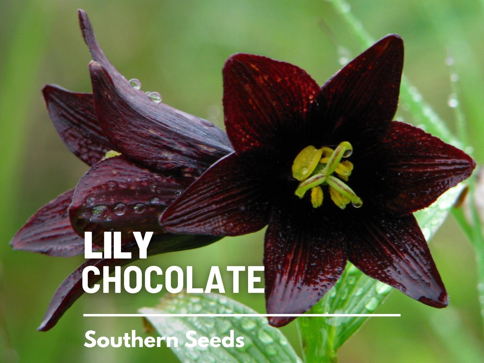 Lily, Chocolate – 10 Seeds – Heirloom Flower (Fritillaria camschatcensis)