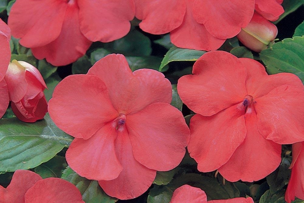 Impatiens Seeds 50 Seeds Impatiens Super Elfin XP Salmon