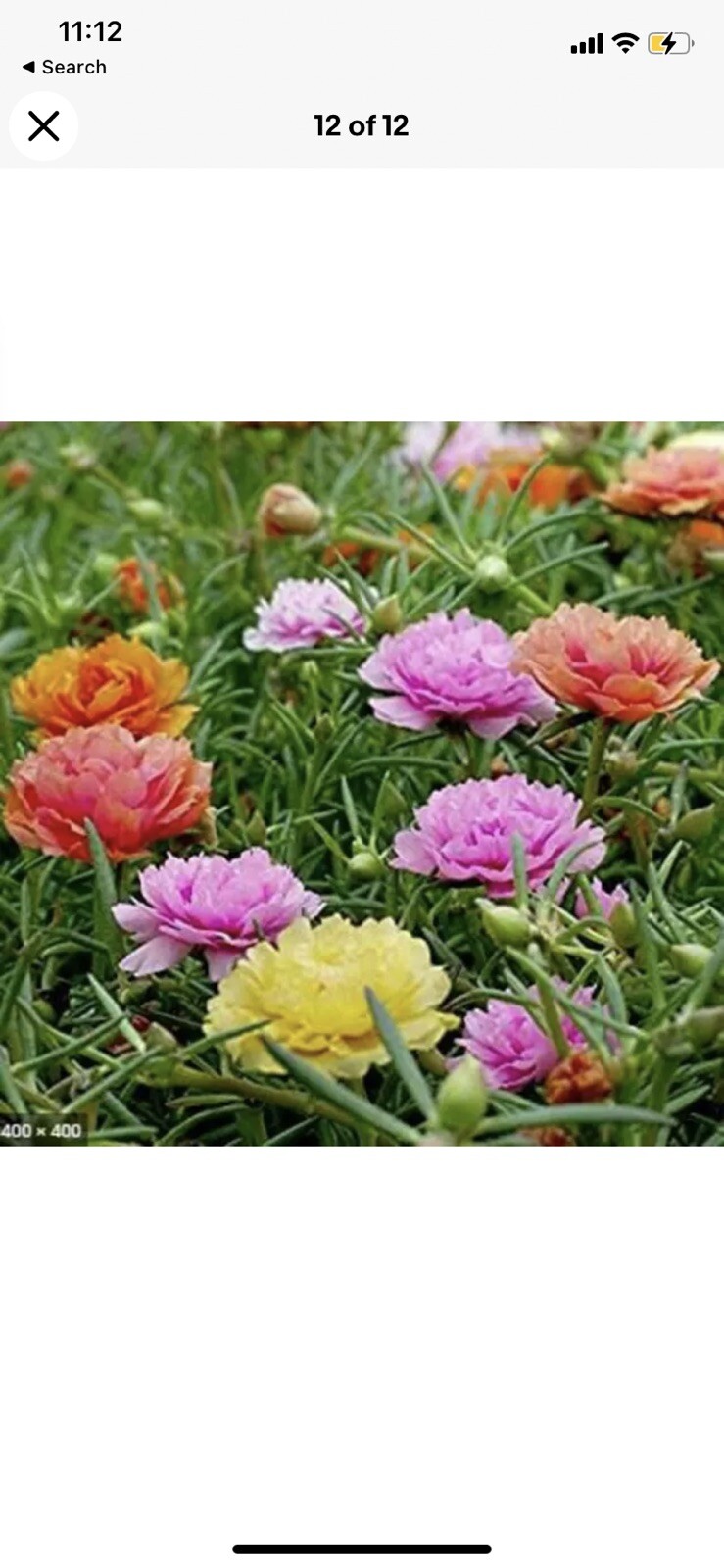 MOSS ROSE SEEDS 200+ PORTULACA DOUBLE MIX annual FLOWER garden FREE SHIPPING