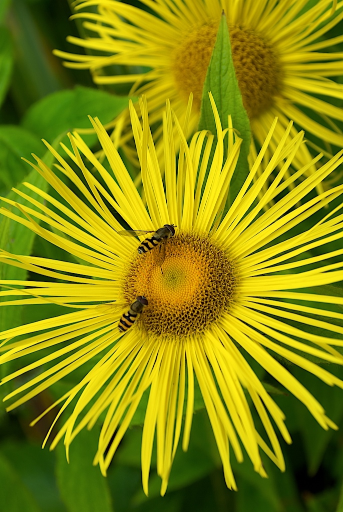 Inula hookeri Hooker’s Inula 10 seeds