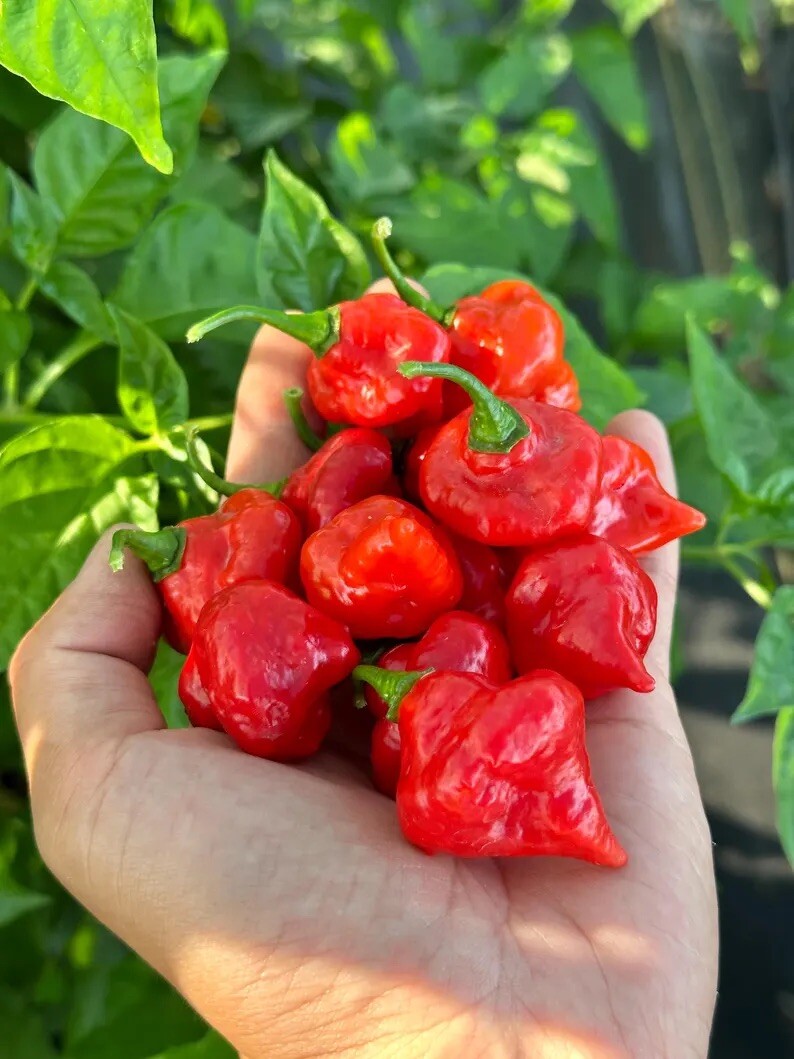 Turkish Cap Pepper Seeds
