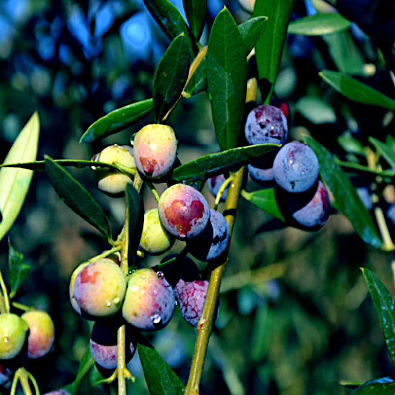 20 CANINO OLIVE TREE SEEDS (Olea europaea) European Common Edible Fruit Plant