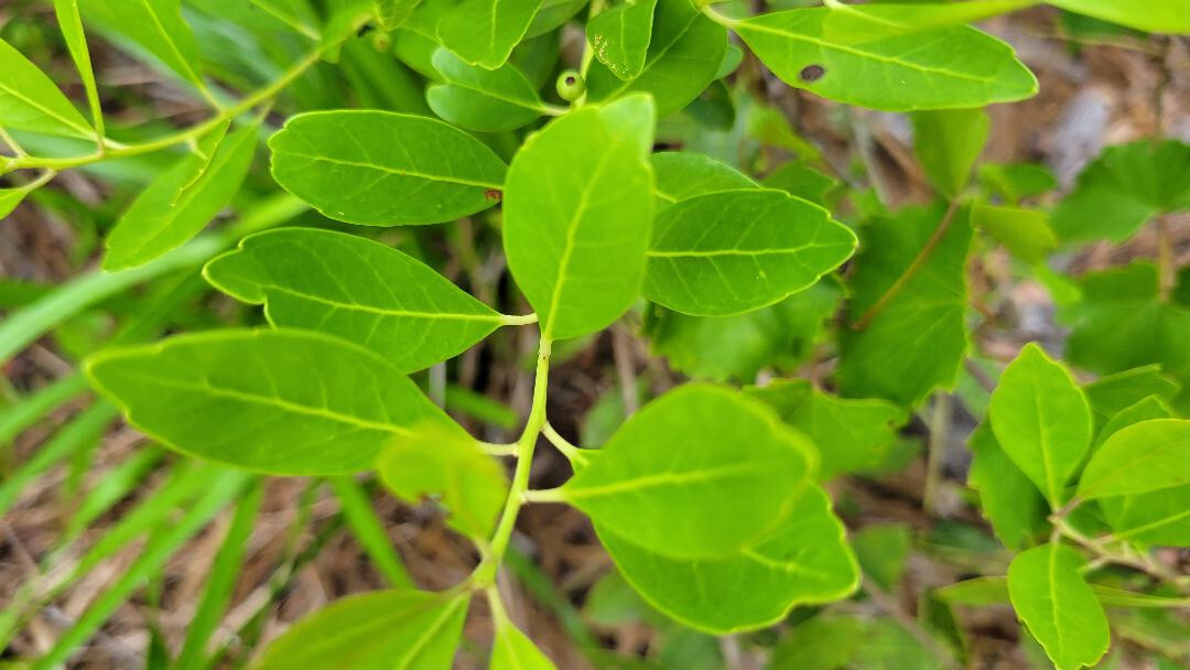 Inkberry | 25 Seeds | Ilex Glabra | Florida Native | Evergreen Shrub | Wild