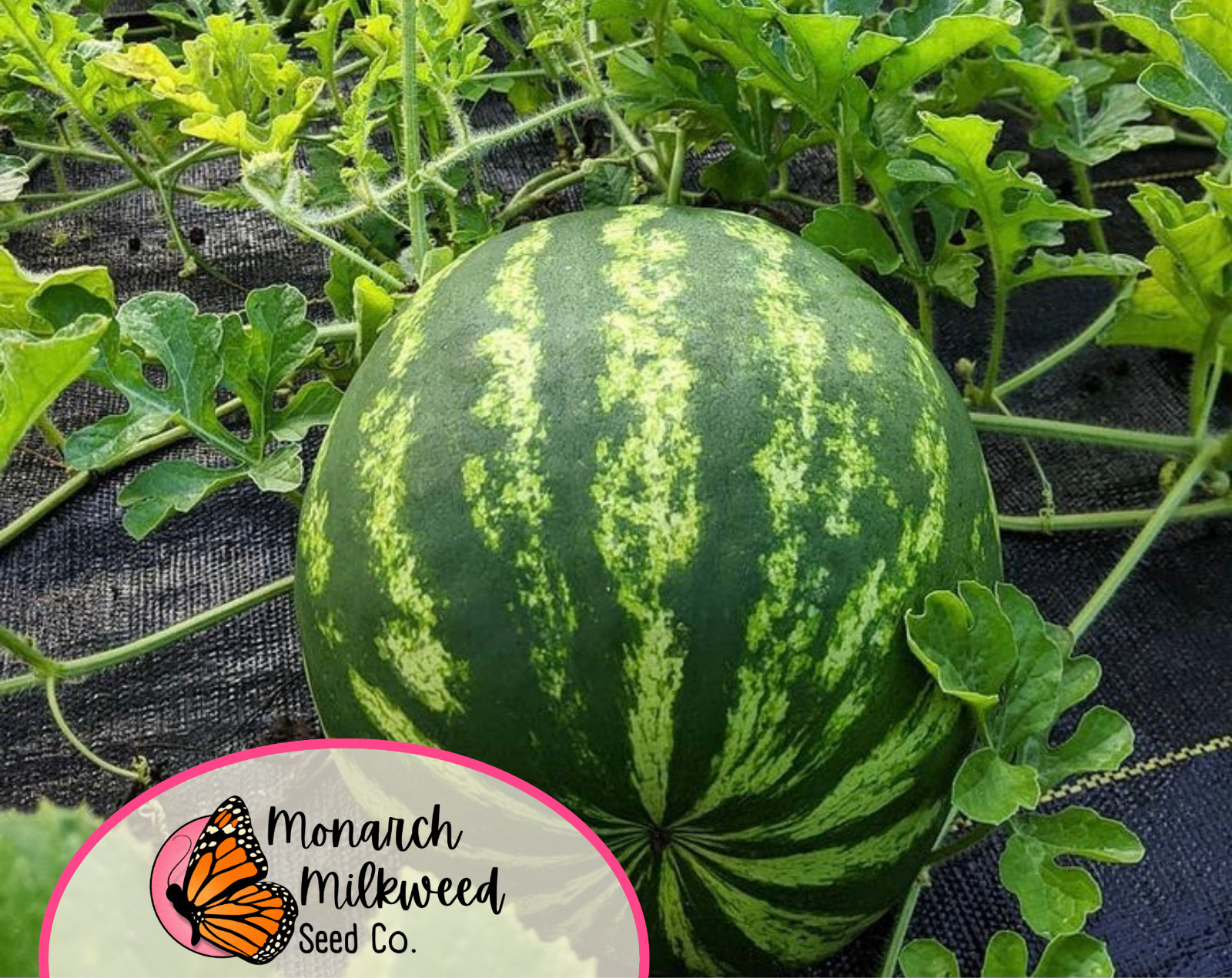 55+ Watermelon Seeds ‘Crimson Sweet’ | Heirloom, Non-GMO, Fruit Seed, Gardening