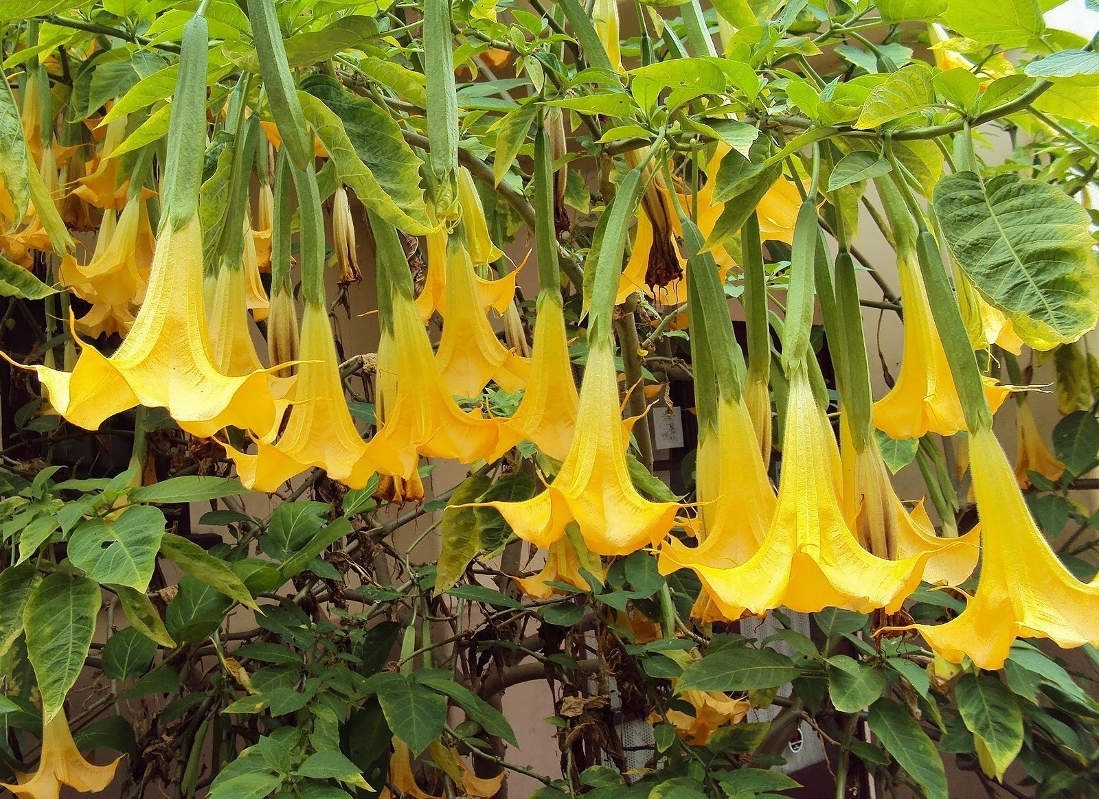 2 Yellow Angel Trumpet Flower Fragrant Flowers Cutting No Roots