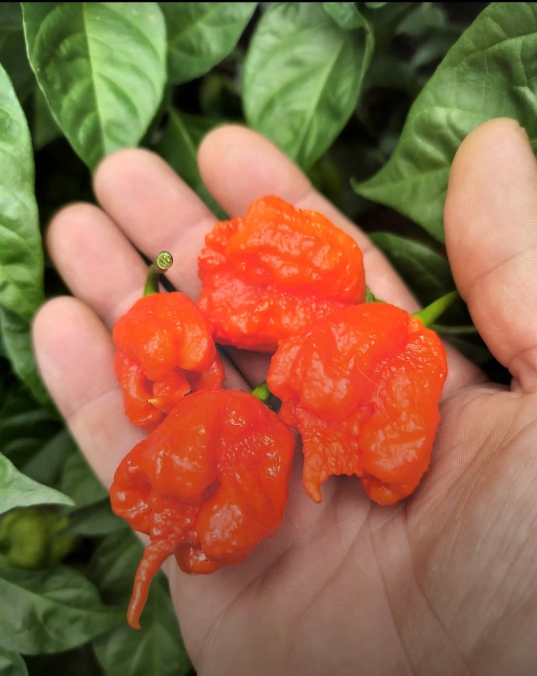 Superhot! – Carolina Reaper – Chili Pepper Seeds – 50 Seeds