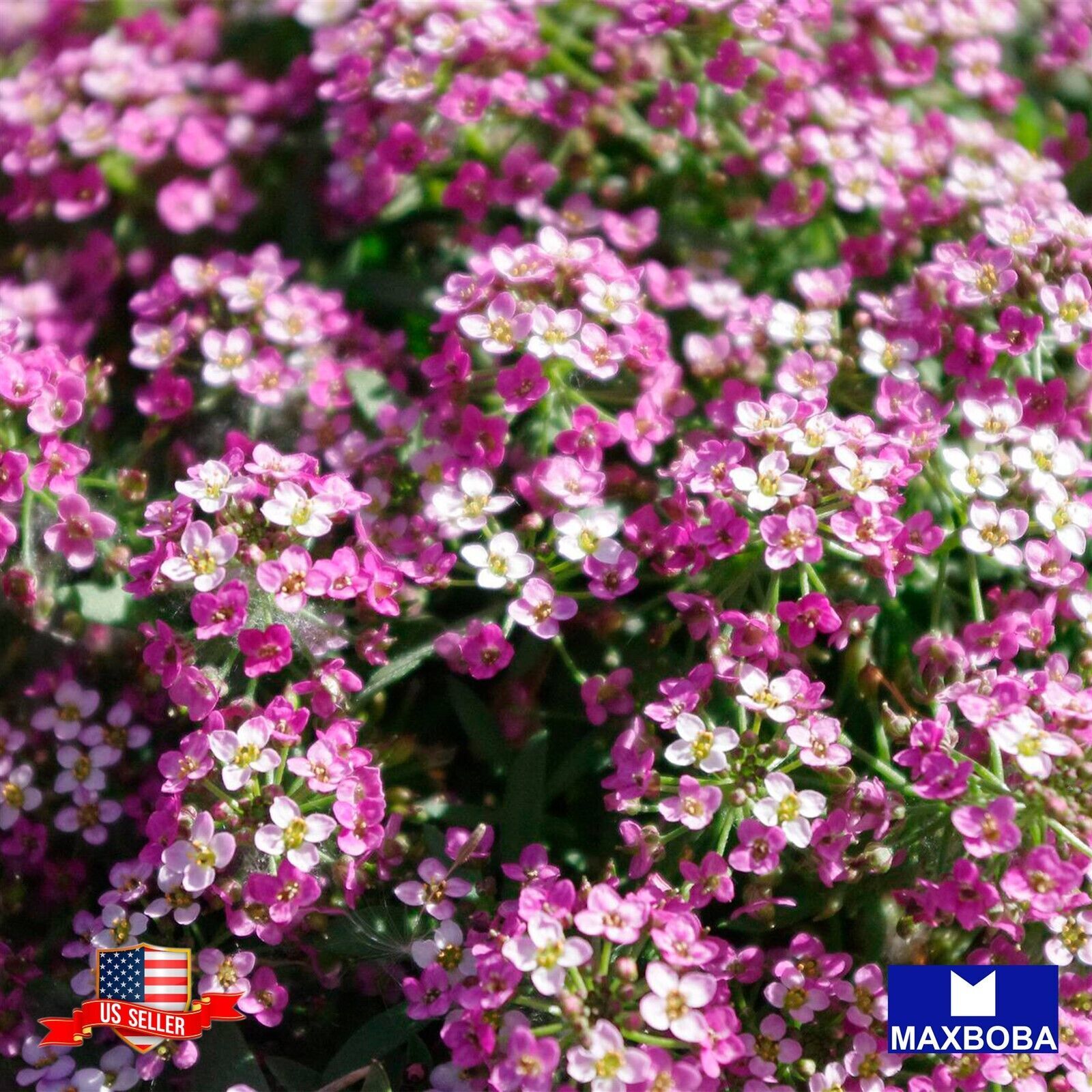 Fresh!! Alyssum Seeds – Royal Carpet Lobularia maritima Non-GMO Herb Garden