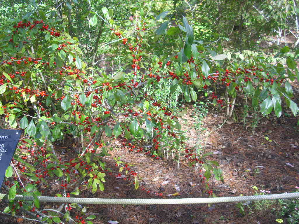 20 RED CASCADE HOLLY SEEDS – Ilex decidua