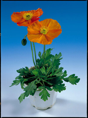 Papaver nudicale Wonderland Orange 500 seeds