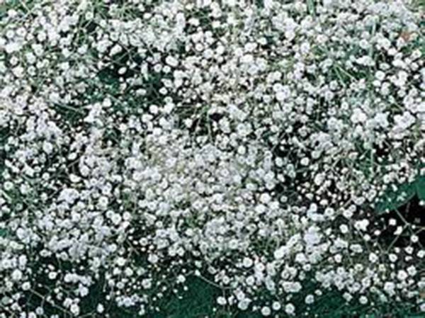 BABY’S BREATH 100+ SEEDS NEWLY HARVESTED, BEAUTIFUL SNOW LIKE BLOOMS