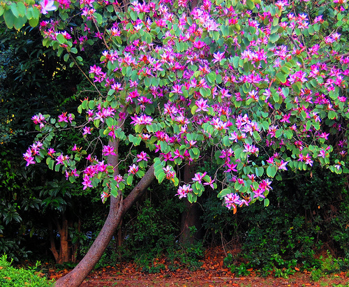Purple Orchid Tree, Bauhinia Purpurea, Tree Seeds (Fast, Showy, Fragrant)