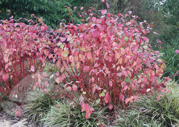 Coral Bark Dogwood Shrub (Siberian Tatarian Dogwood) Cornus alba sibirica, Seeds