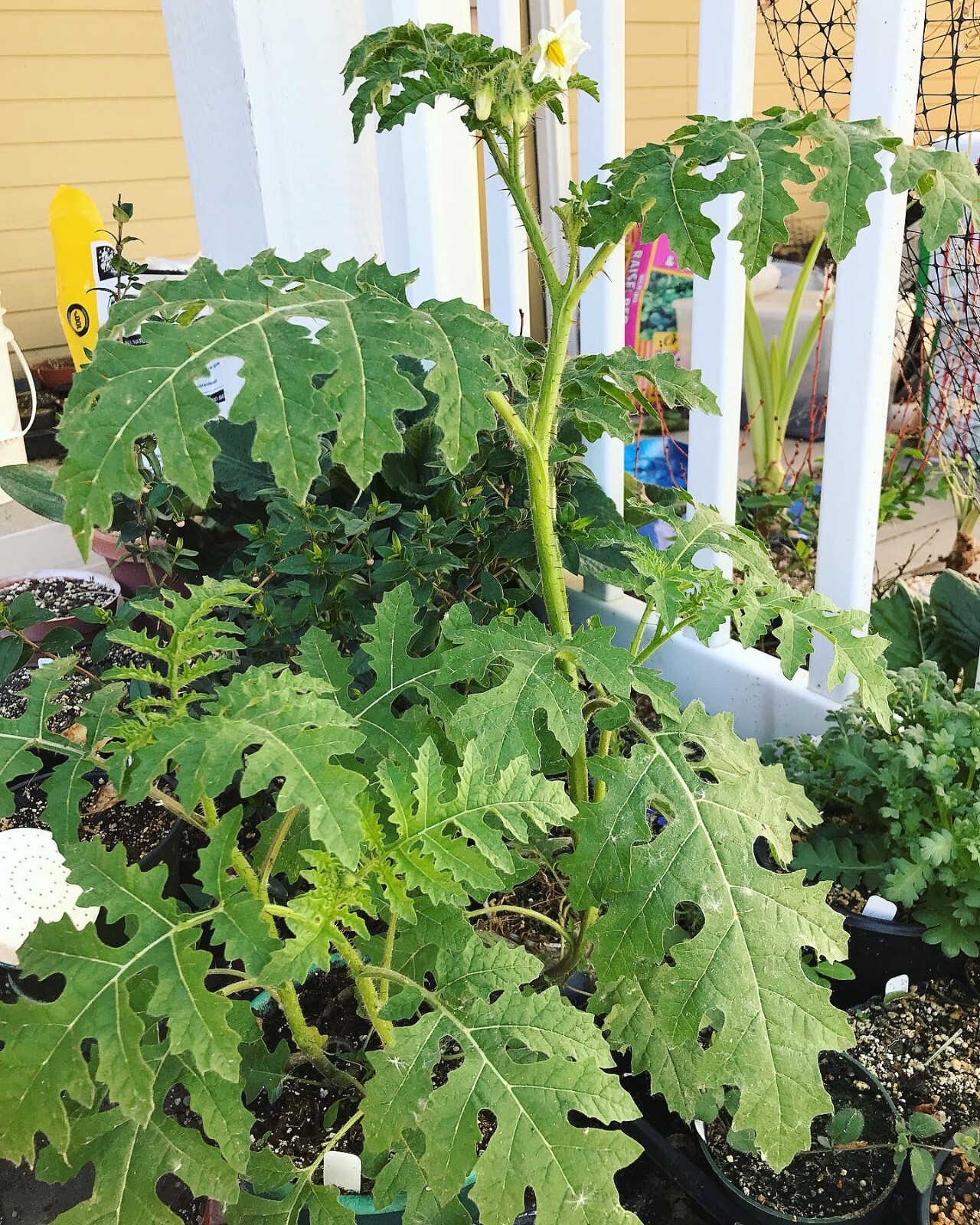 Solanum sisymbriifolium, Litchi Tomato Seeds, Wild Edible Plant