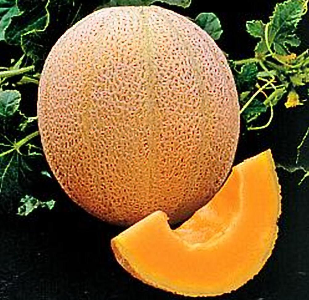 Cantaloupe Hales Best Jumbo Melon Heirloom by Seed Kingdom 1/4 Lb Seeds