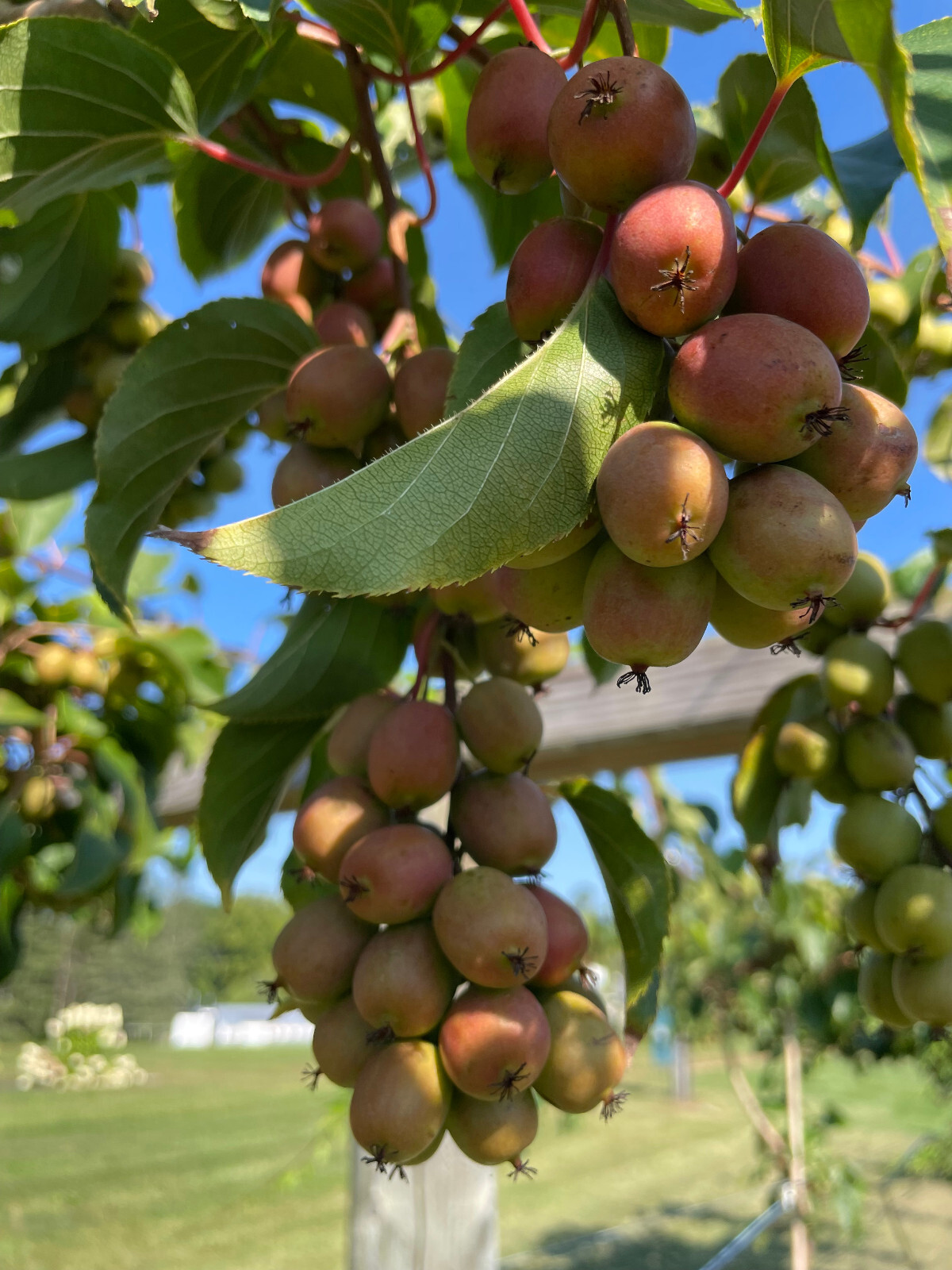 50+ Ogden Point Kiwi Seeds Arctic Grape Berry Superfruit Garden Plant Cold Hardy