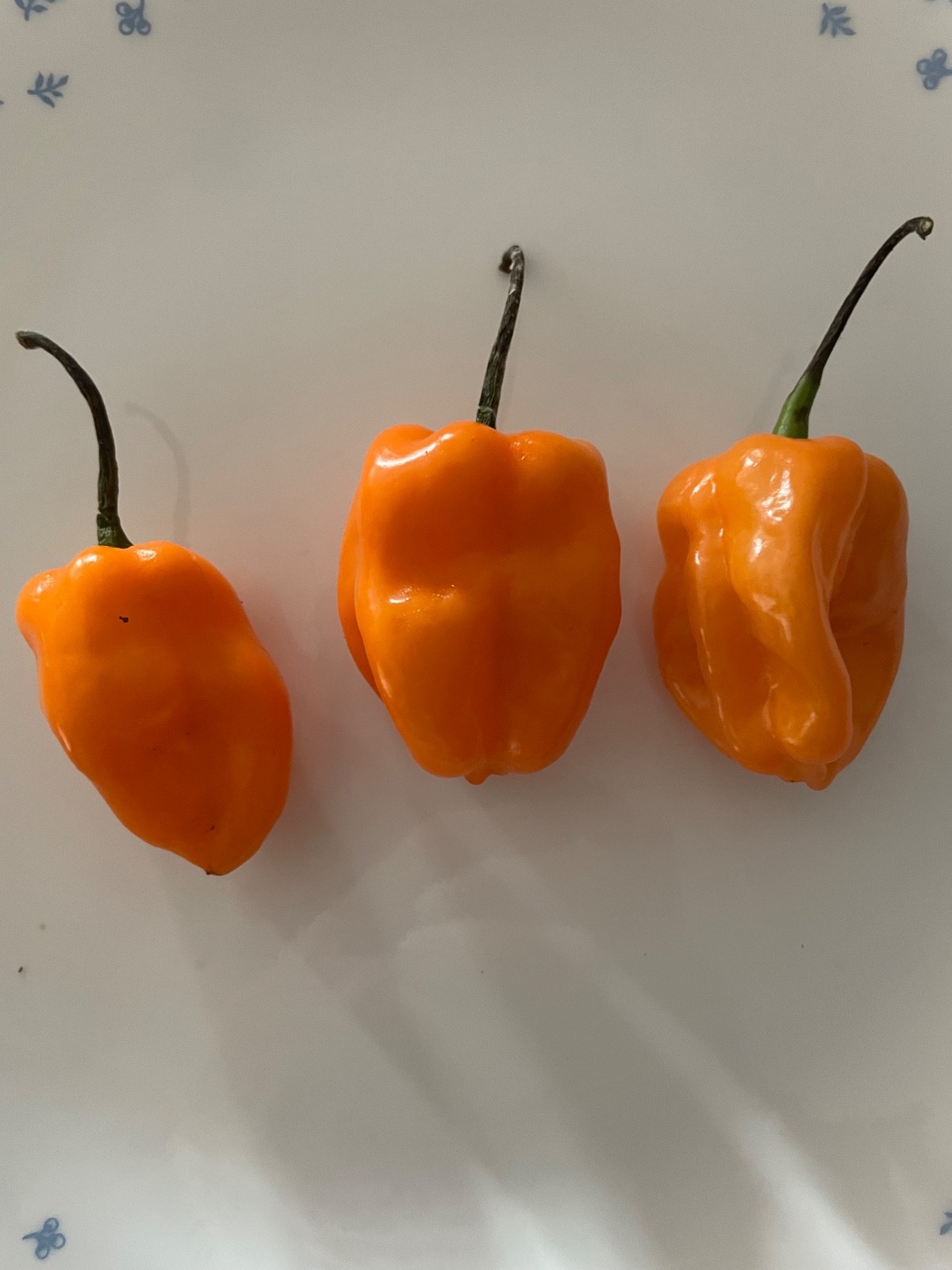 50++ Habanero Pepper Seeds, Orange Hot, Organic Non-GMO, Extremely Spicy