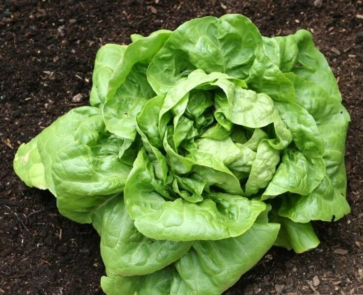 500+ Buttercrunch Butterhead Lettuce Seeds — —- NON GMO —–FRESH