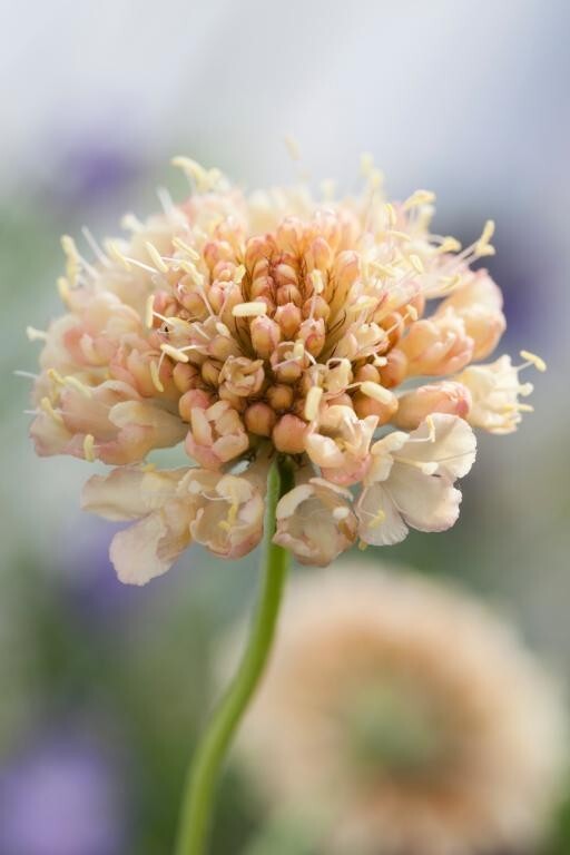 100+ Scabiosa Fata Morgana seeds