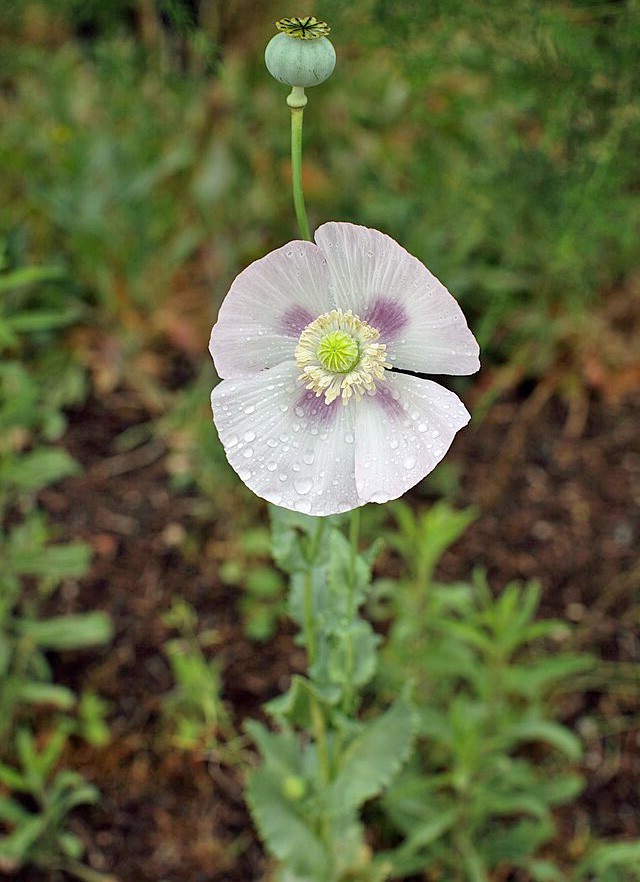 Papaver setigerum | Pepperbox | 500 Seeds