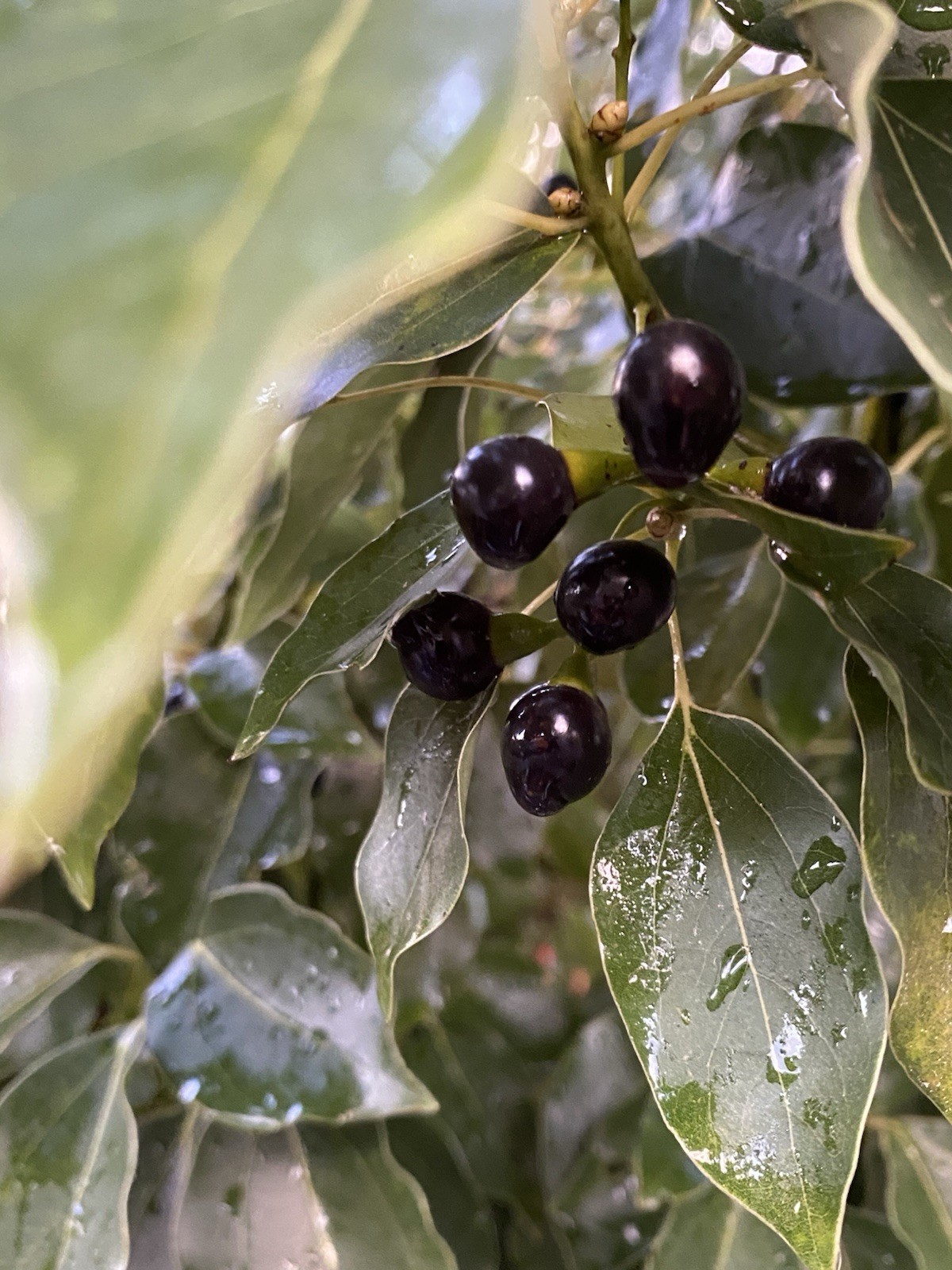 10 Seeds CAMPHOR TREE Laurel Cinnamomum Camphora Camphorwood White Flower Black.