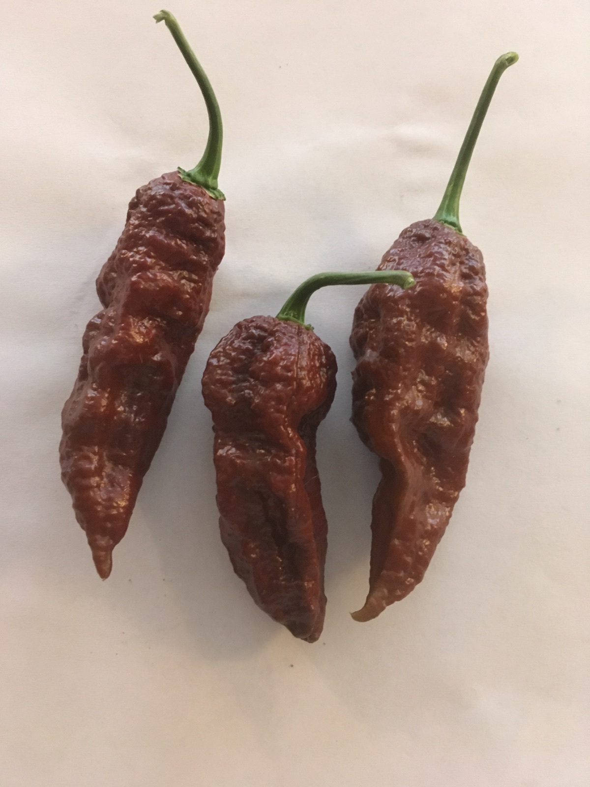 5 STRAIN EXTREME HEAT COMBO! RARE PEPPER SEEDS – SUPER HOTS – GARDEN FRESH  2024