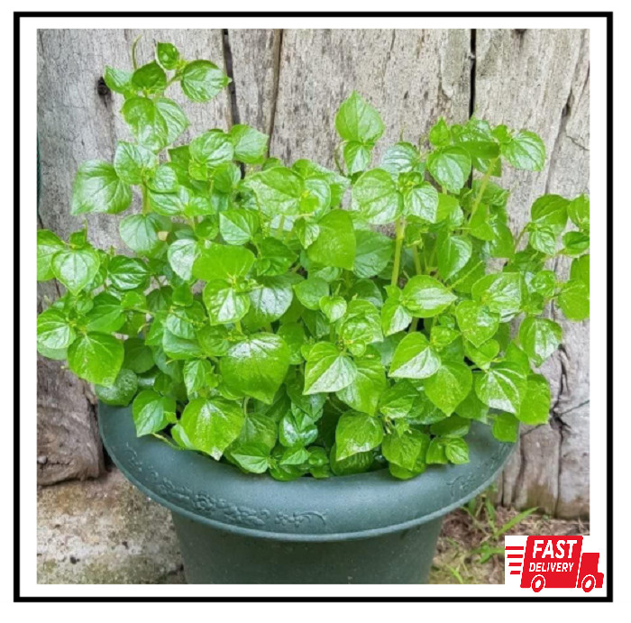 5000 Crab Claw – Rau Cang Cua – Herb Peperomia Pellucida Pansit Pansitan Shiny