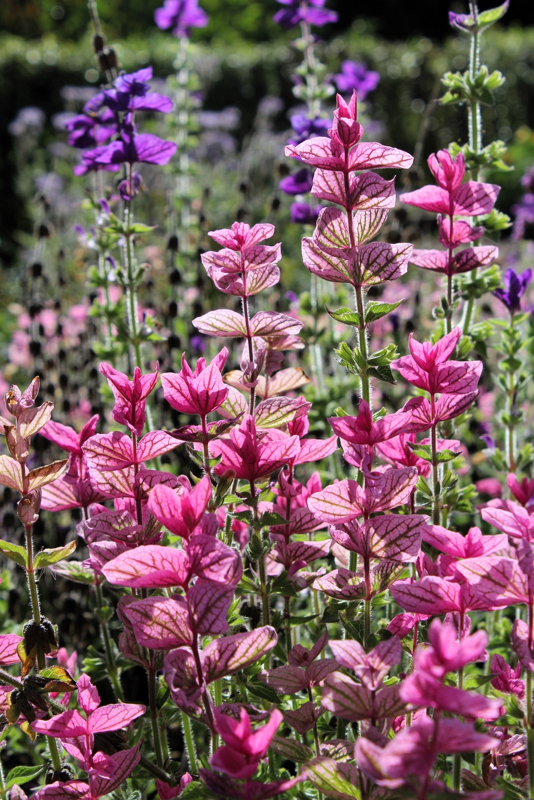 50 ‘PINK Sundae’ Clary SAGE / SALVIA Viridis Horminum Herb Flower Seeds