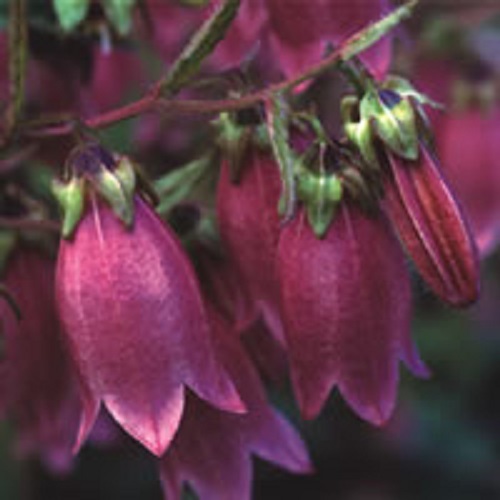 50+ RUBY RED HEIRLOOM CAMPANULA “CANTERBURY BELLS” PERENNIAL FLOWER SEEDS / GIFT