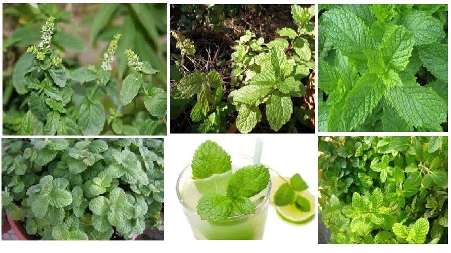Mojito Spicy Lime Mint Herb 25 Seeds USA Seller