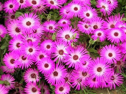 Mesembryanthemum crystallinum | Ice Plant | Crystalline Iceplant | 1000_Seeds