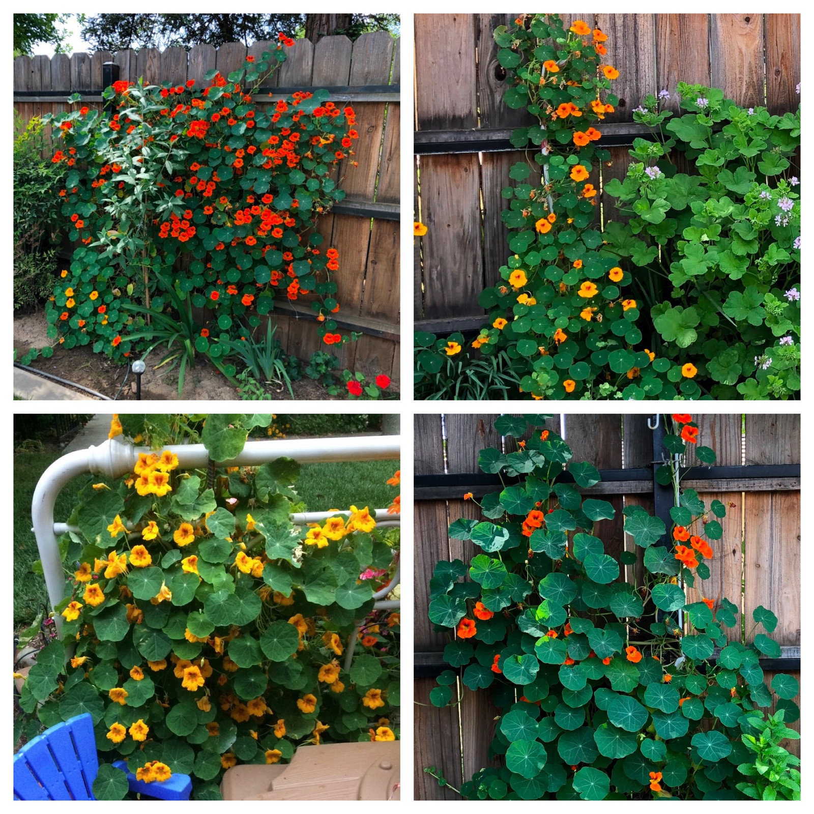 Nasturtium Flower Seeds Tall Mix 25 Seeds