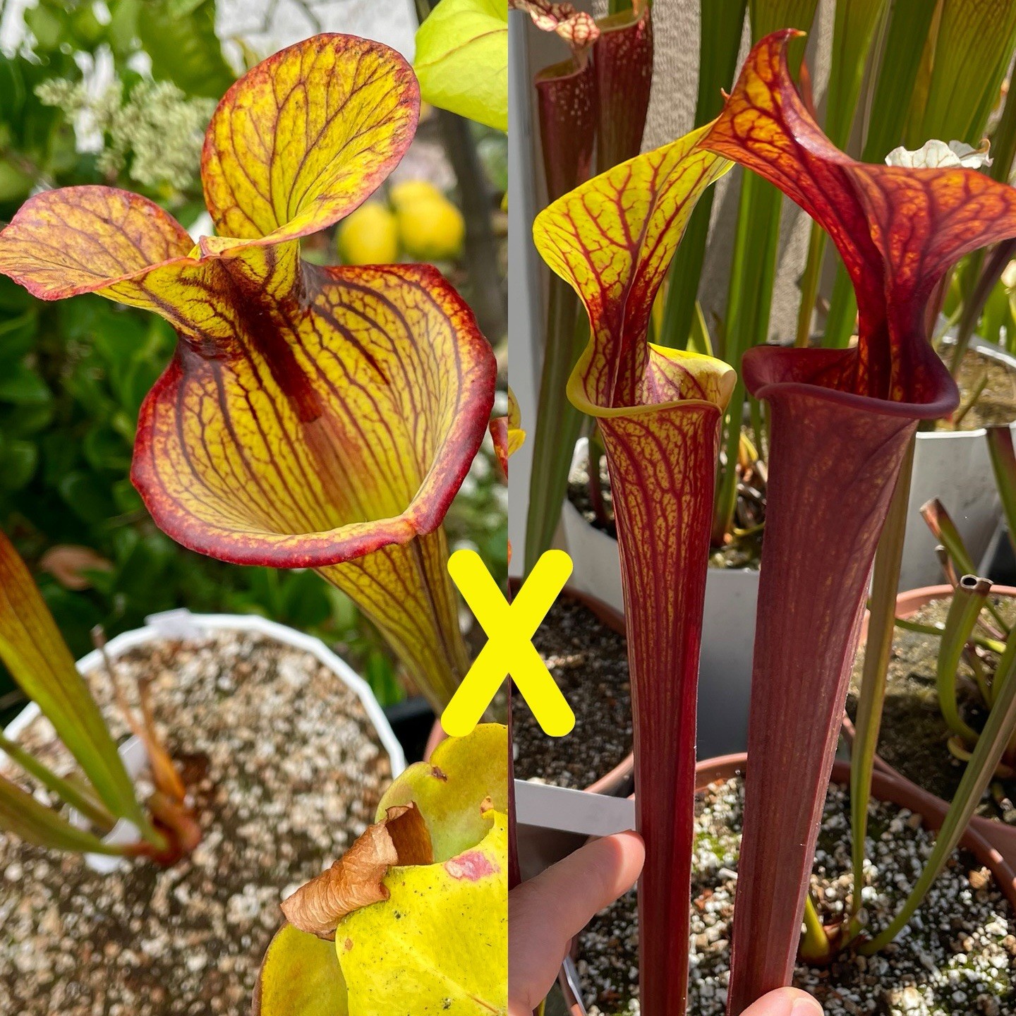 Sarracenia Seeds – Flava Ornata x Flava Ornata Gulf Coast – Fresh 2025 Seeds