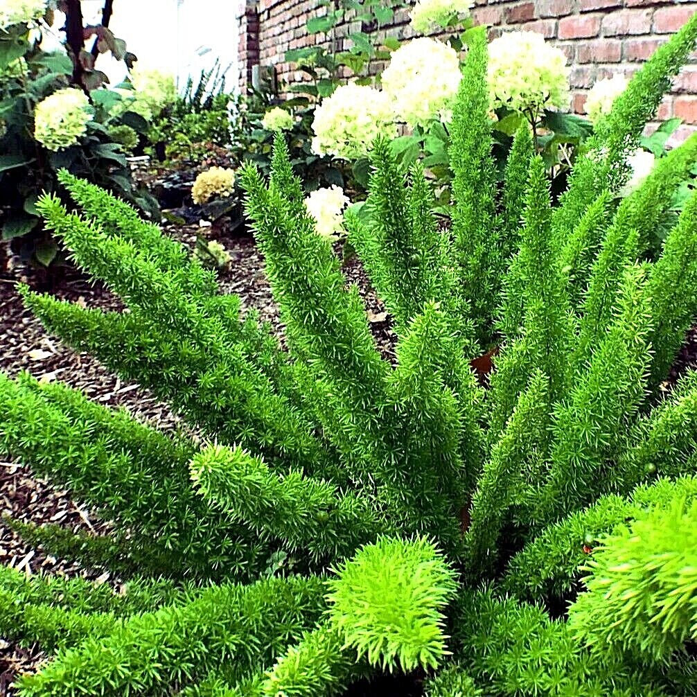 100 ASPARAGUS FOXTAIL FERN Seeds Myers Houseplant Tropical Flower Garden RARE!