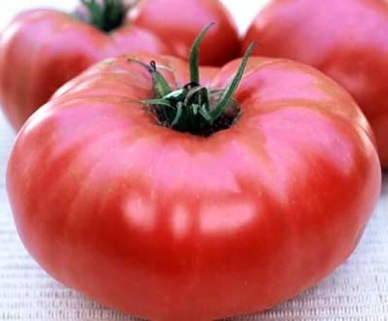 Brandywine Pink Sudduth Strain Heirloom Tomato 30 Seeds–Great Flavor, Beefsteak