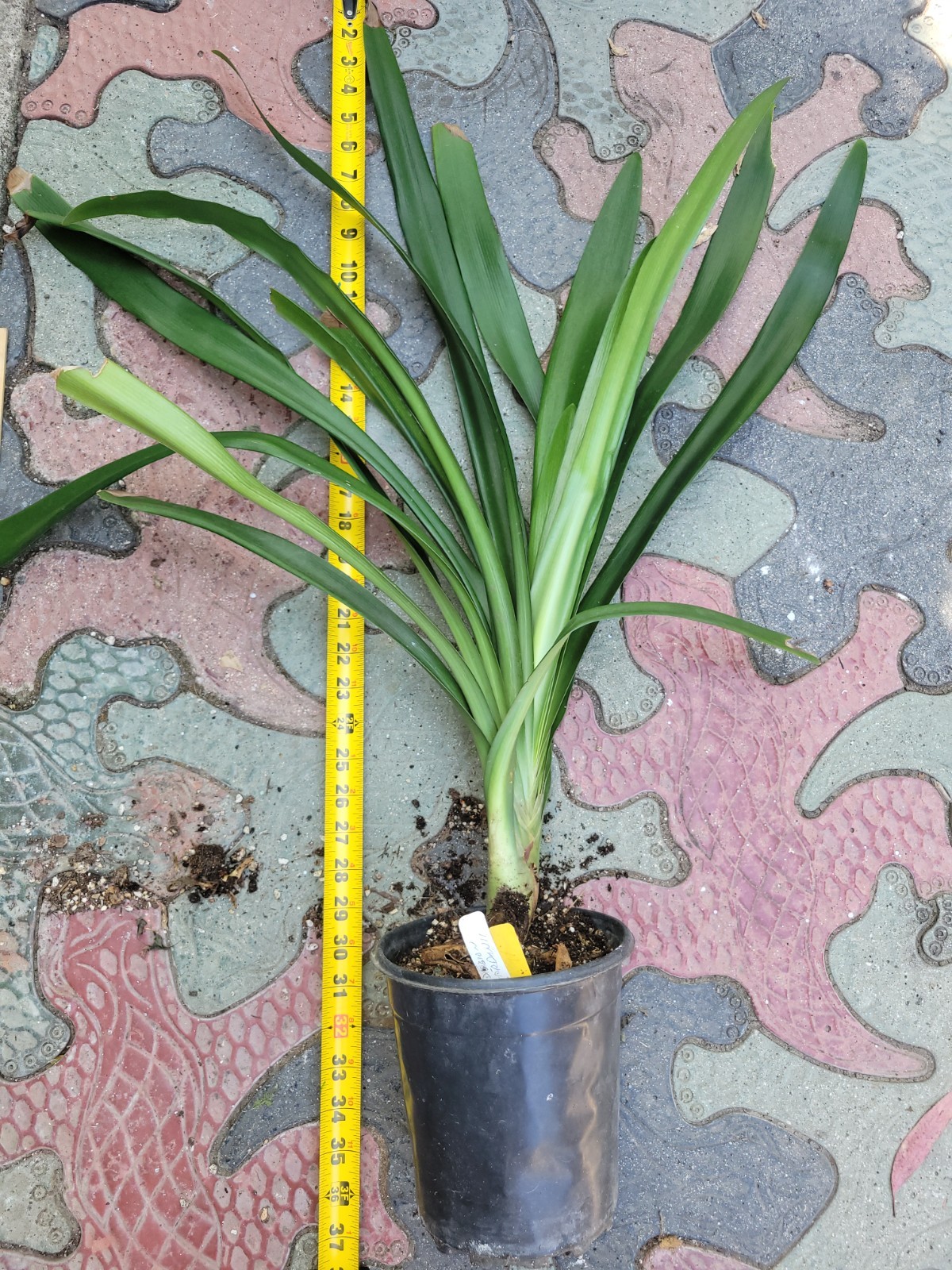 Yellow gardenii clivia I gallon plants