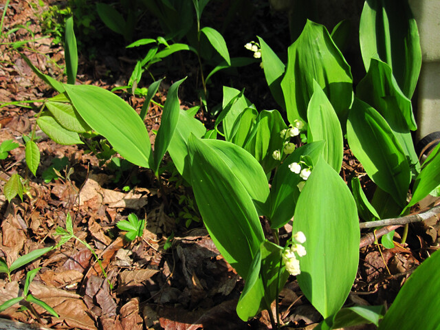(10) Lily of the Valley (Convallaria Majalis)
